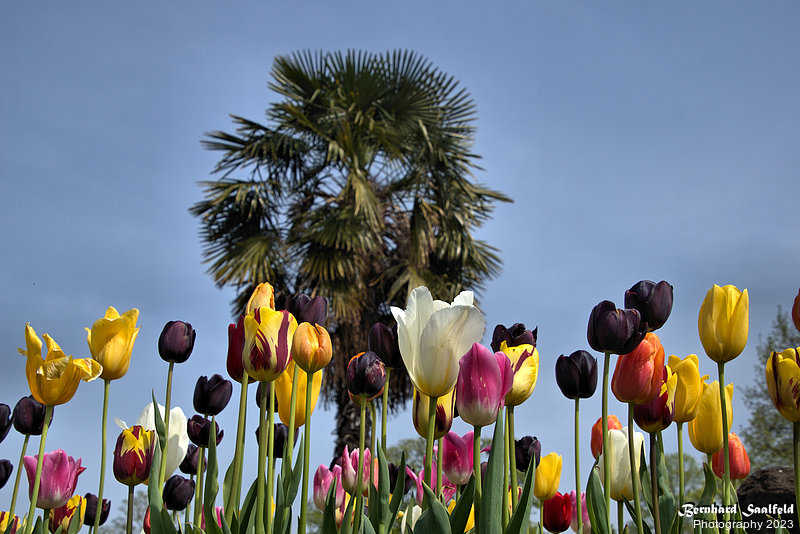 Bernhard Saalfeld - Tulpenpracht 2023 (5v9)